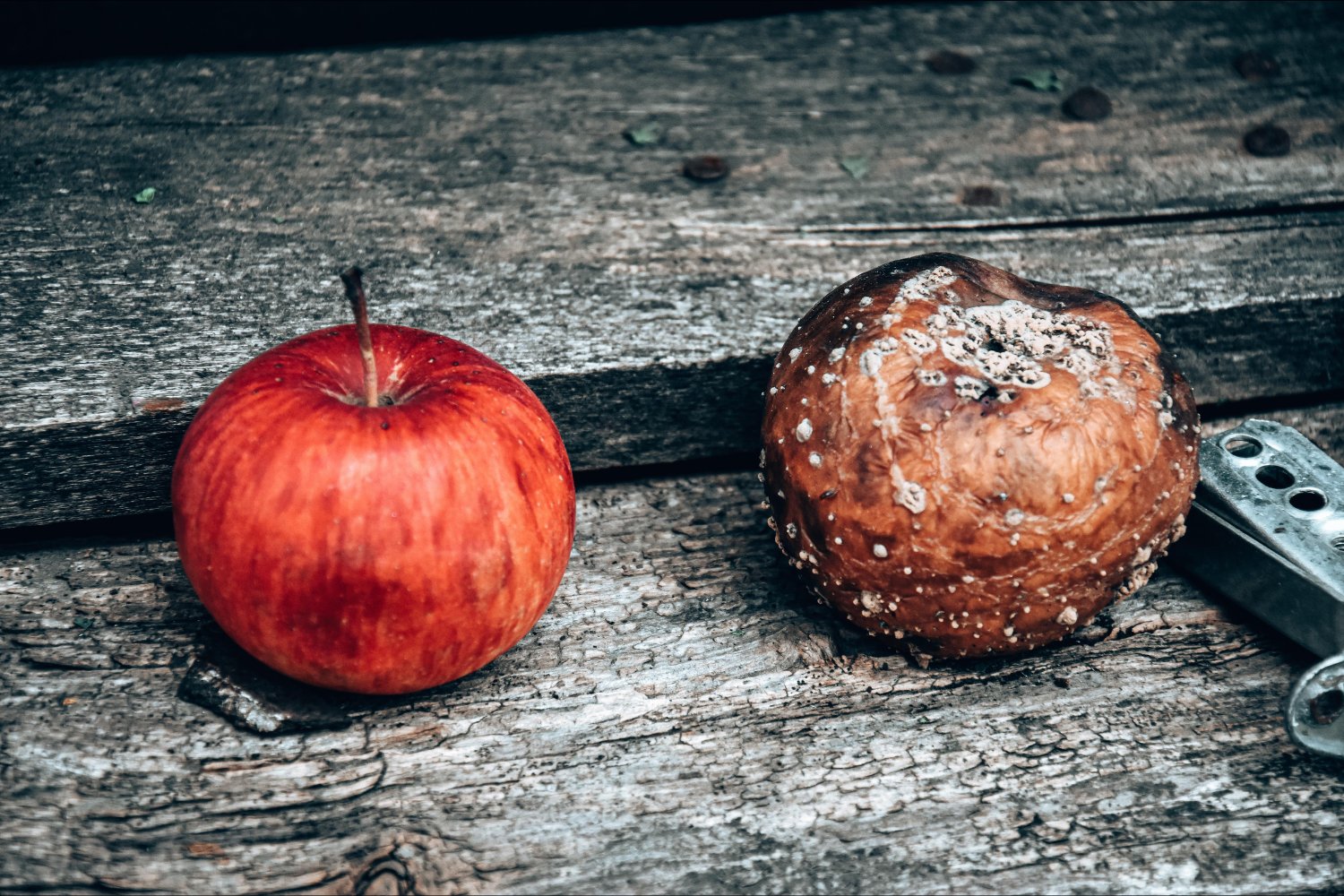 ¿Un perfume que salva tomates? El sorprendente hallazgo que podría revolucionar su conservación