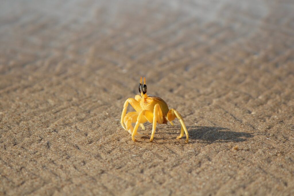 El mundo invisible bajo las olas: lo que estamos empezando a descubrir en los abismos marinos