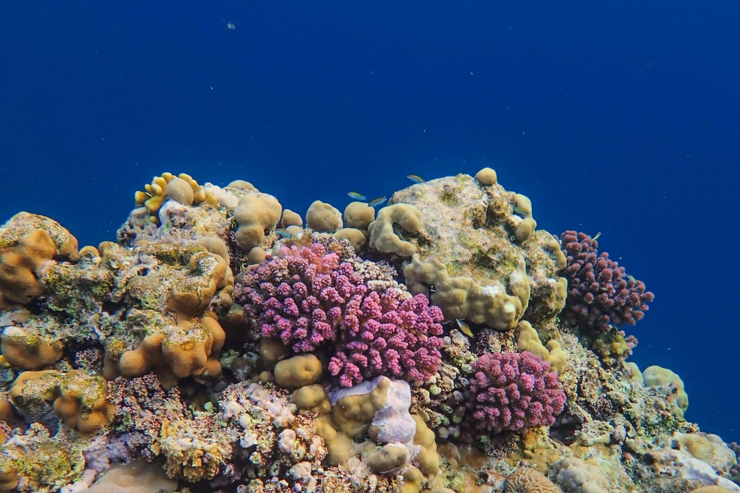 El mundo invisible bajo las olas: lo que estamos empezando a descubrir en los abismos marinos