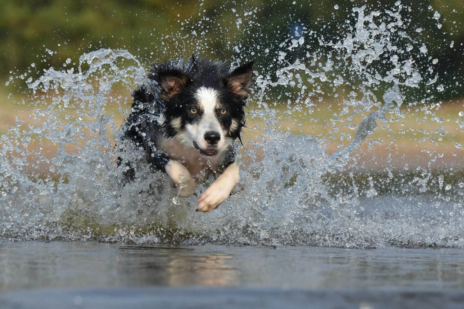 El truco infalible para que tu mascota disfrute del verano sin riesgos: lo que la ciencia ya sabe y tú puedes aplicar