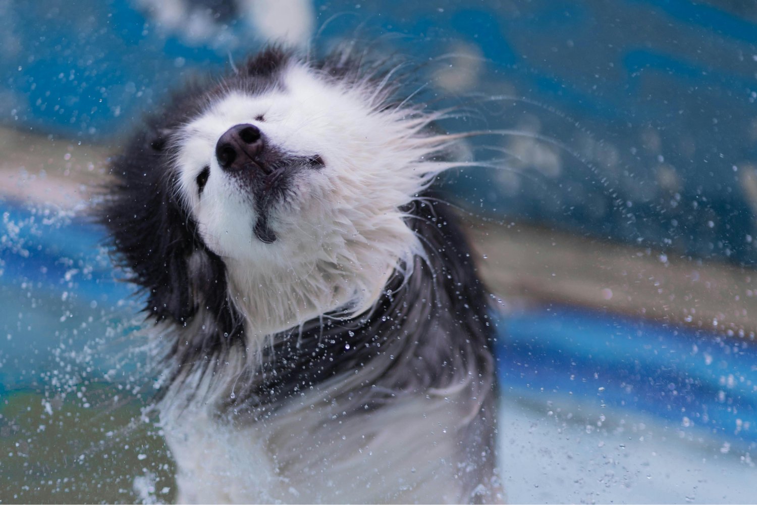 El truco infalible para que tu mascota disfrute del verano sin riesgos: lo que la ciencia ya sabe y tú puedes aplicar
