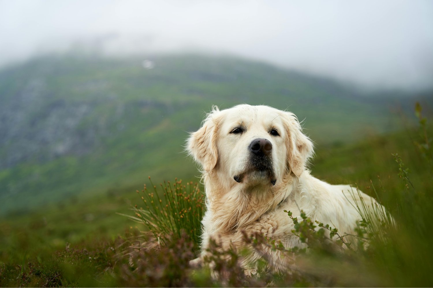 ¿Tu perro podría sobrevivir sin ti? Una historia real que abre un inesperado debate científico