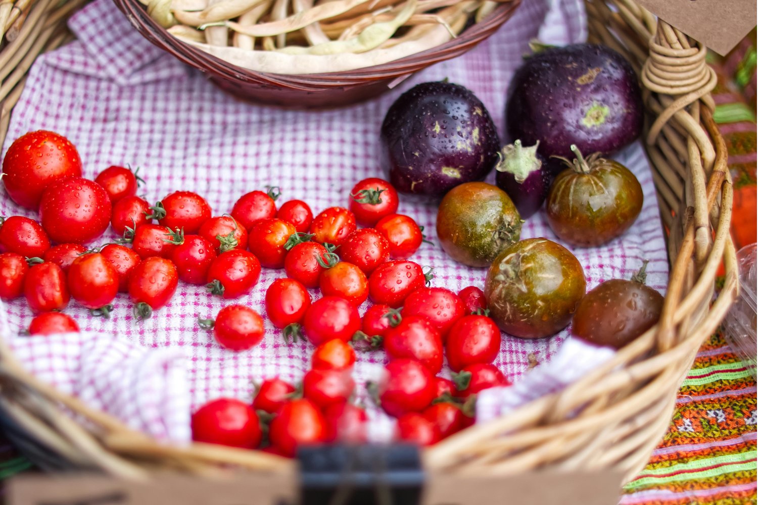¿Por qué tus tomates no prosperan? Las claves ocultas para que tu huerto explote de vida