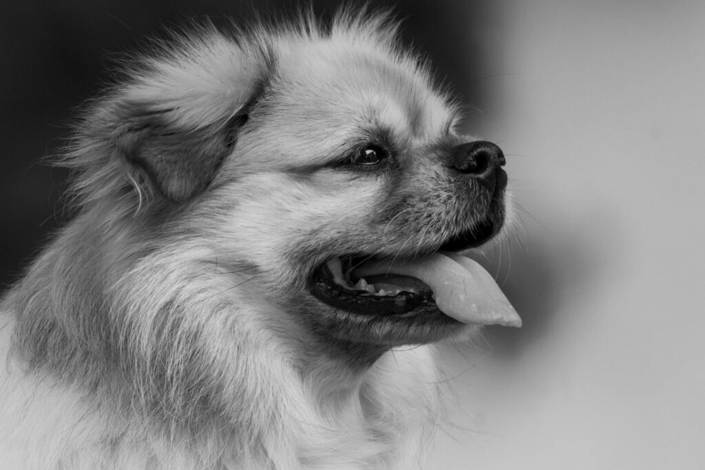 Cuándo volver a adoptar: una decisión difícil con un impacto inesperado