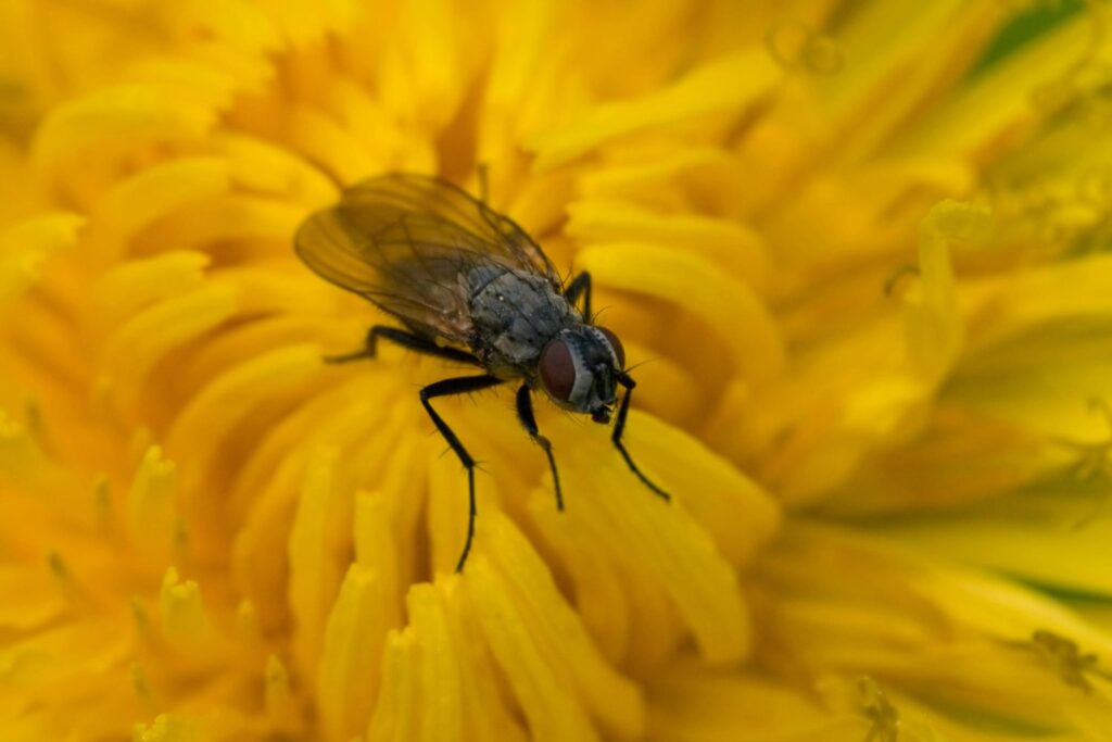 ¿Un simple número que espanta a las moscas? Lo que no te han contado sobre esta sorprendente creencia