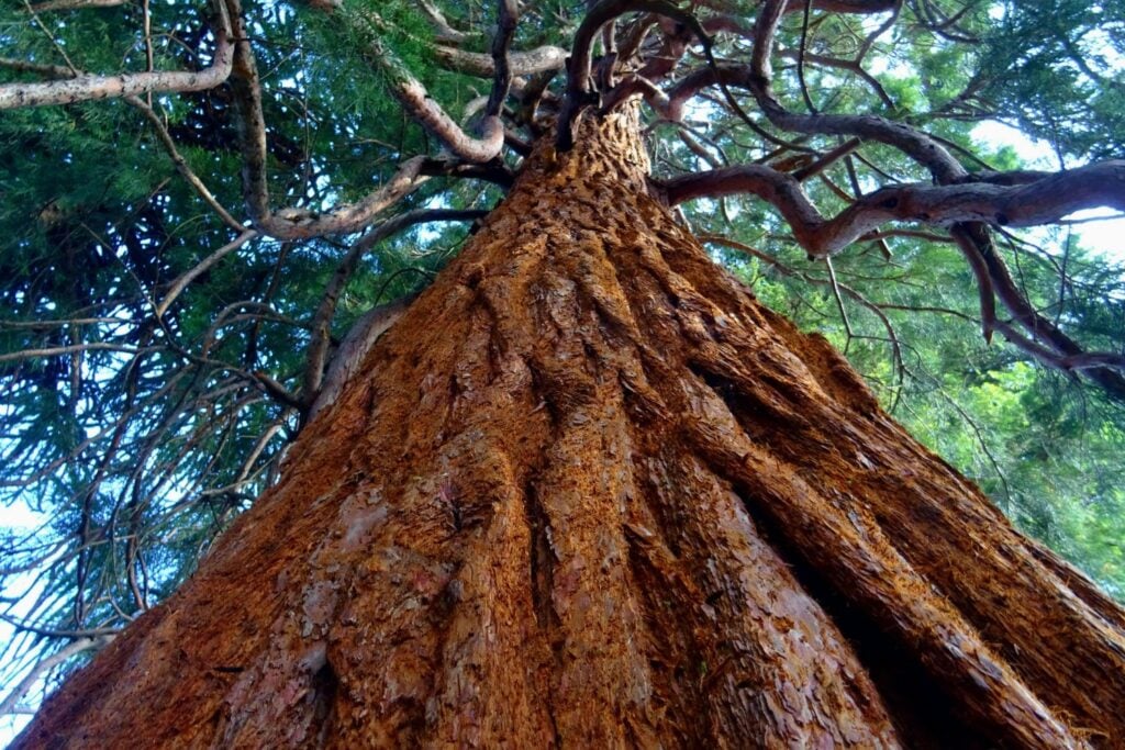 Los titanes ocultos del planeta: árboles tan altos como rascacielos que desafían la lógica