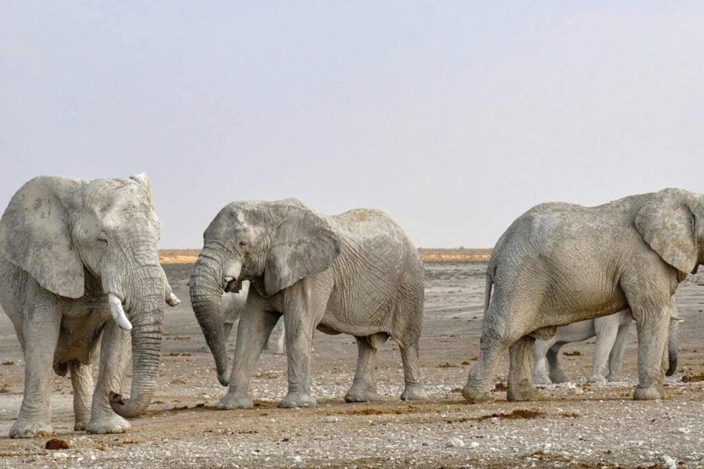 ¿Por qué los elefantes ya no se consideran paquidermos?
