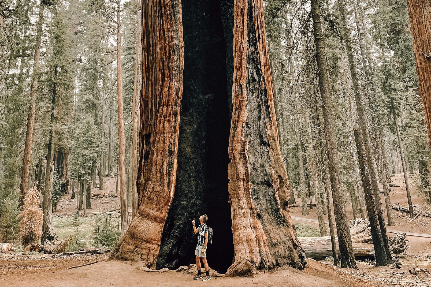 Los titanes ocultos del planeta: árboles tan altos como rascacielos que desafían la lógica