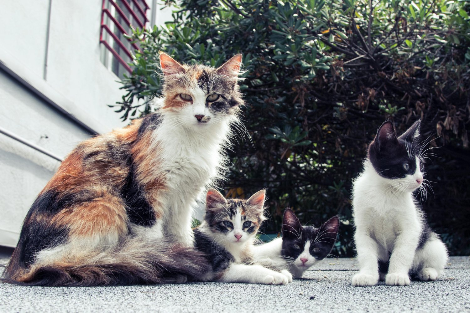 Cuándo volver a adoptar: una decisión difícil con un impacto inesperado