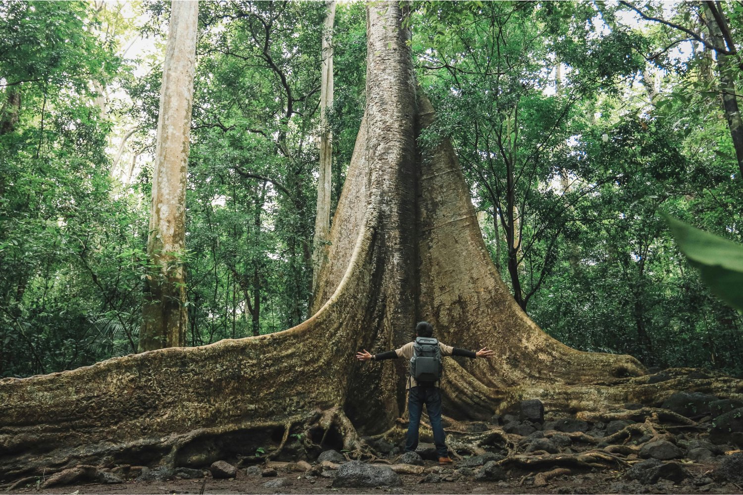 Los titanes ocultos del planeta: árboles tan altos como rascacielos que desafían la lógica
