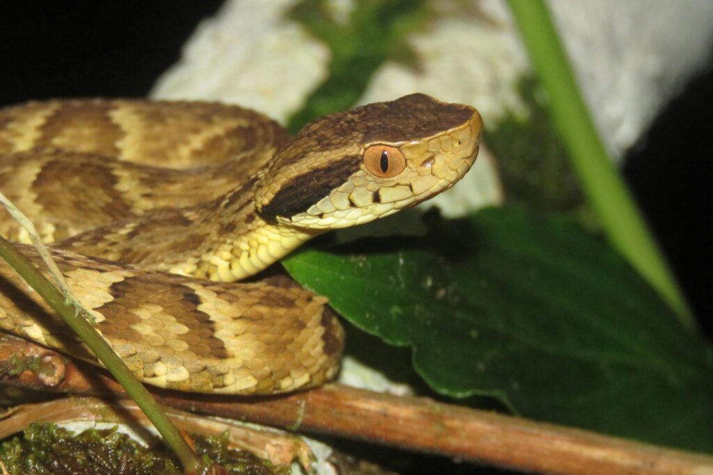 Los encuentros que nadie espera: lo que se oculta entre piedras y senderos en las montañas españolas