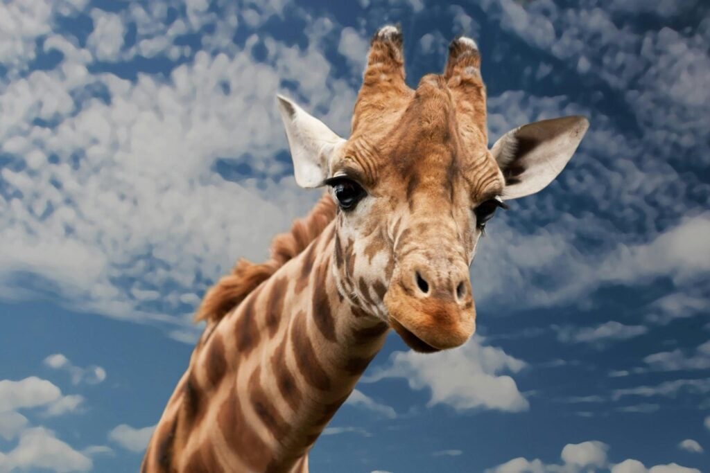 El secreto oculto de las jirafas que pocos conocen