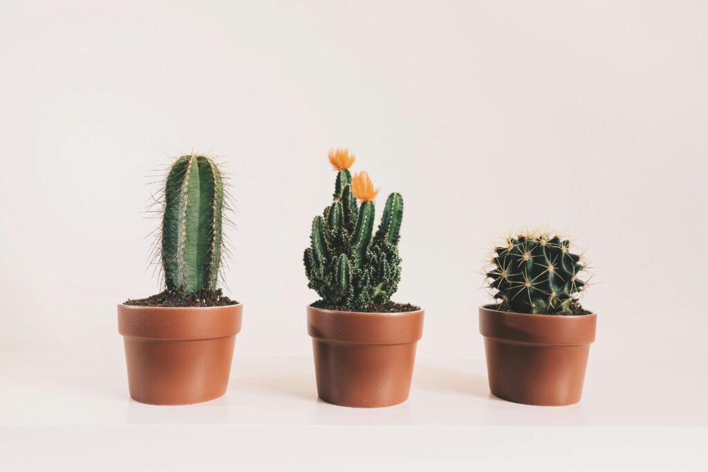 Cinco plantas que embellecen tu jardín sin necesidad de podarlas jamás