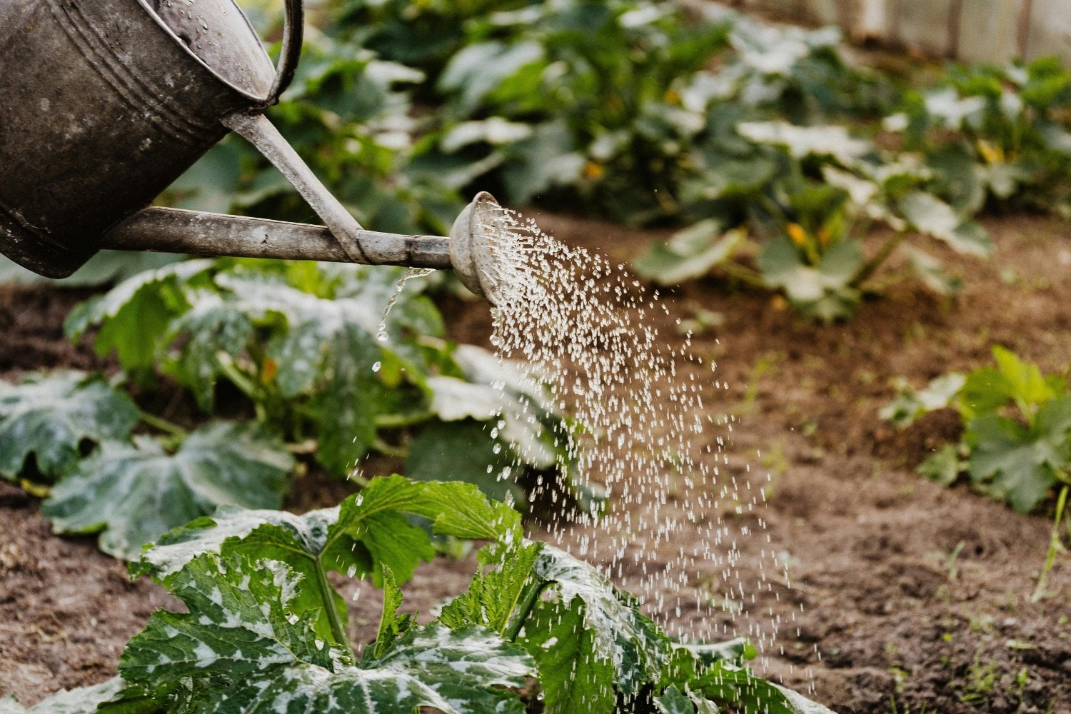 ¿Por qué tus tomates no prosperan? Las claves ocultas para que tu huerto explote de vida