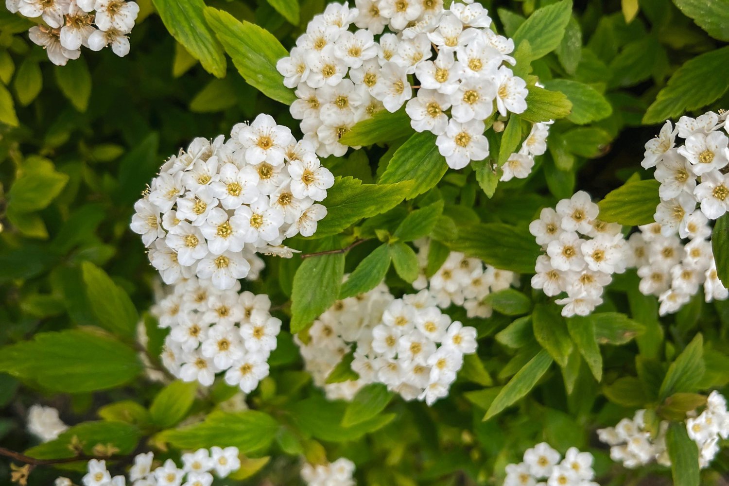 Cinco plantas que embellecen tu jardín sin necesidad de podarlas jamás