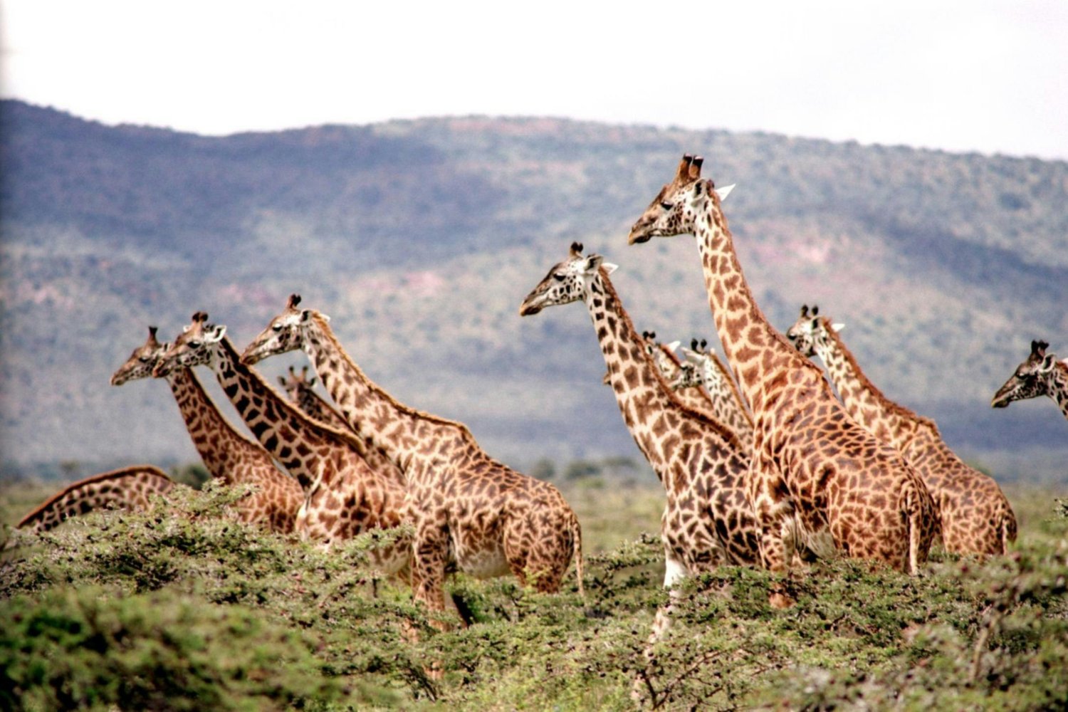 El secreto oculto de las jirafas que pocos conocen