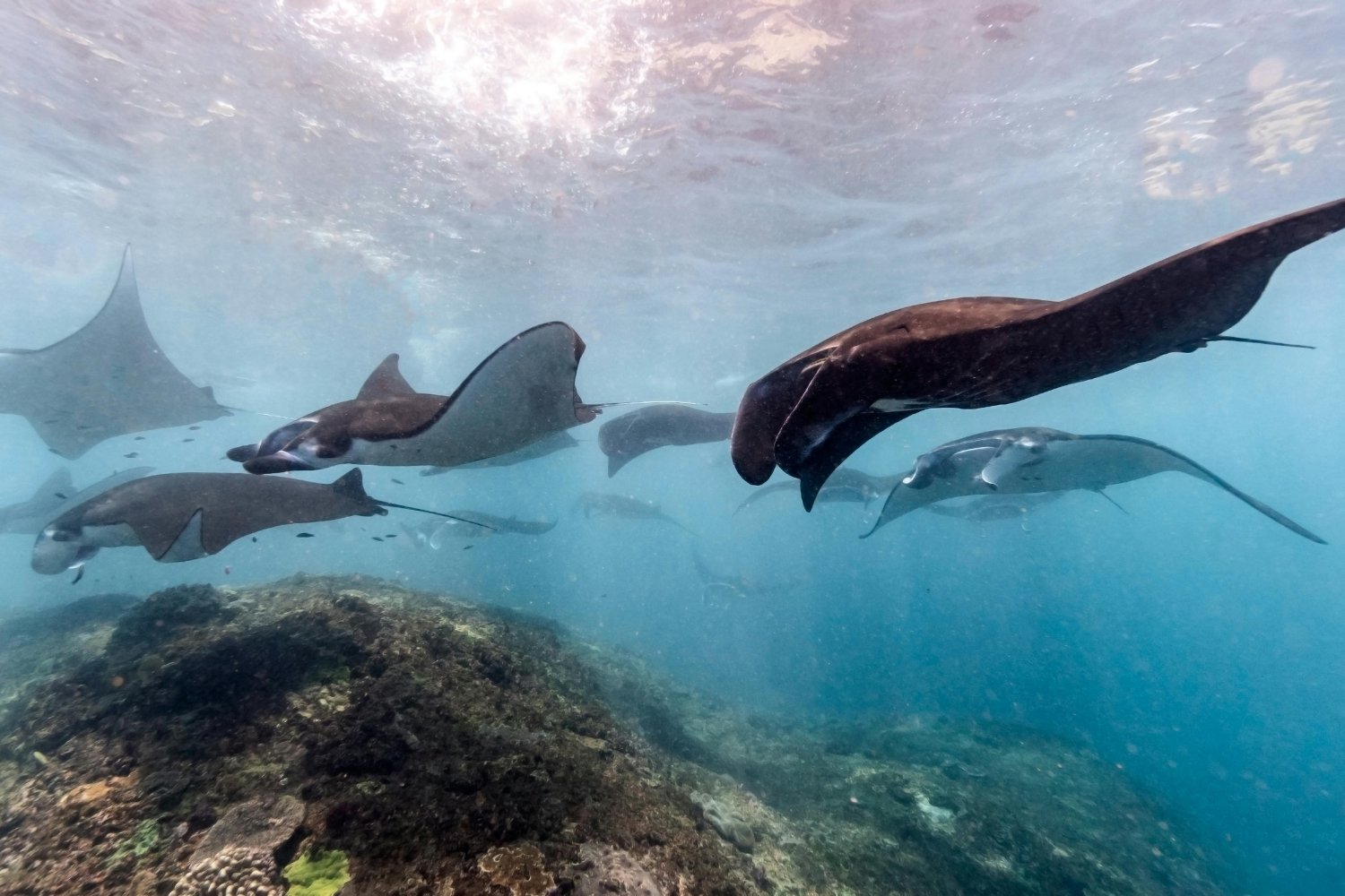 Preocupante fenómeno en Mallorca: qué hay detrás de la misteriosa llegada de mantarrayas a sus playas