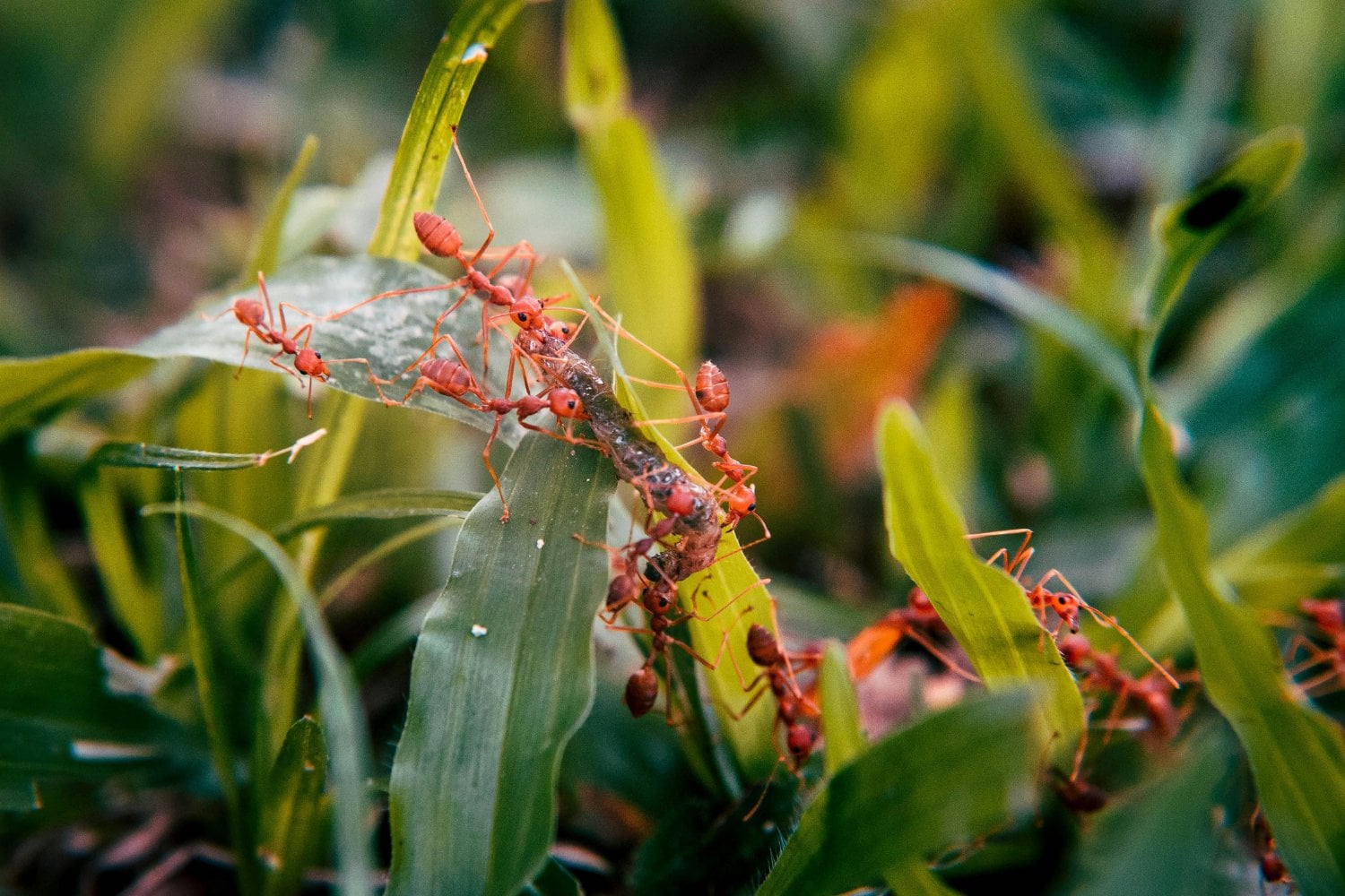 Cómo alejar hormigas de tu casa o jardín sin usar químicos: descubre estas 5 soluciones naturales