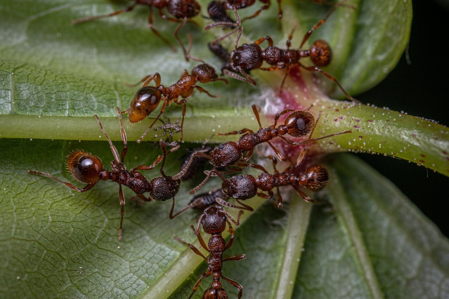 Cómo alejar hormigas de tu casa o jardín sin usar químicos: descubre estas 5 soluciones naturales
