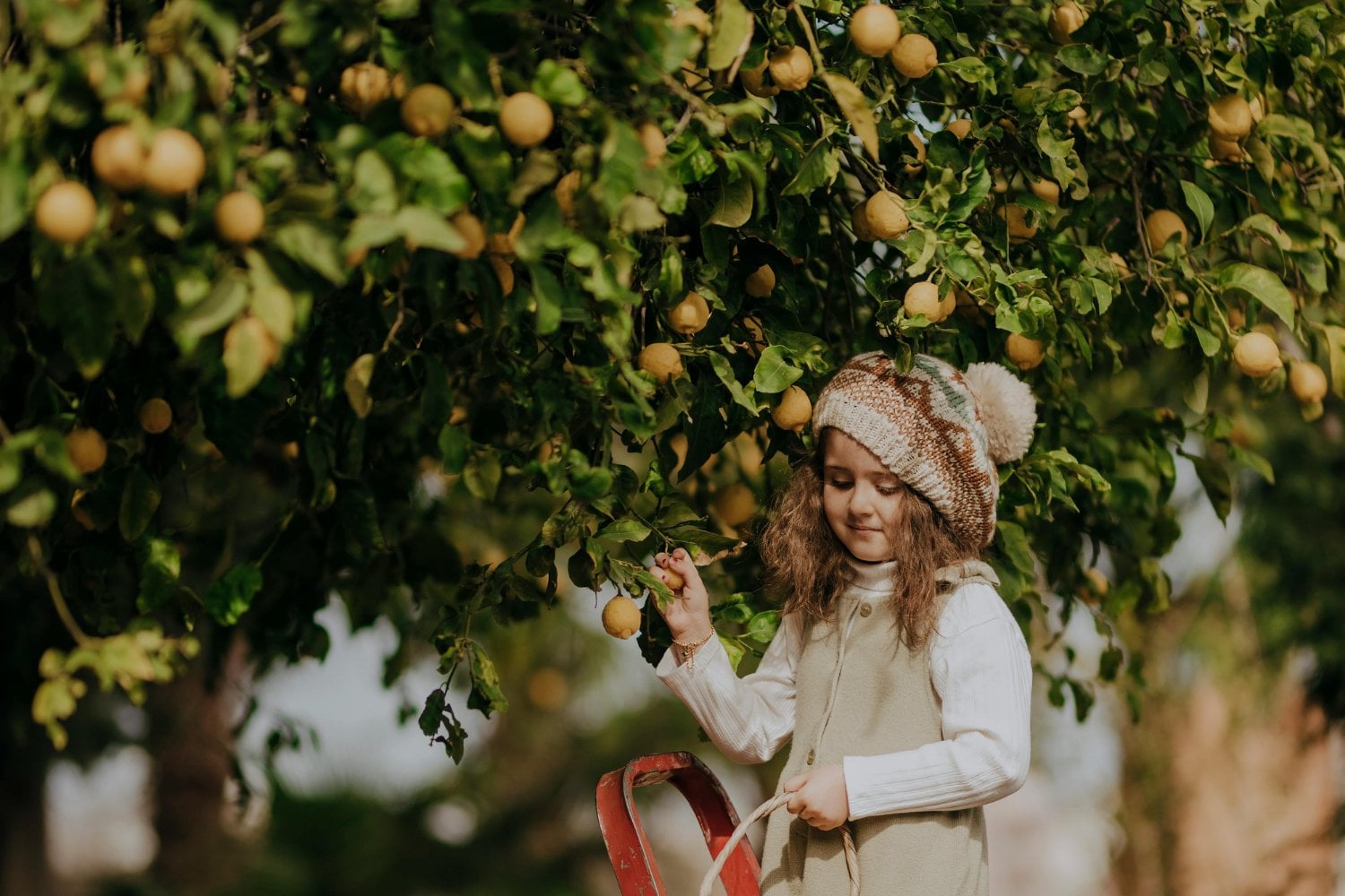 El misterioso origen del kiwi: lo que pocos saben sobre la planta que lo produce