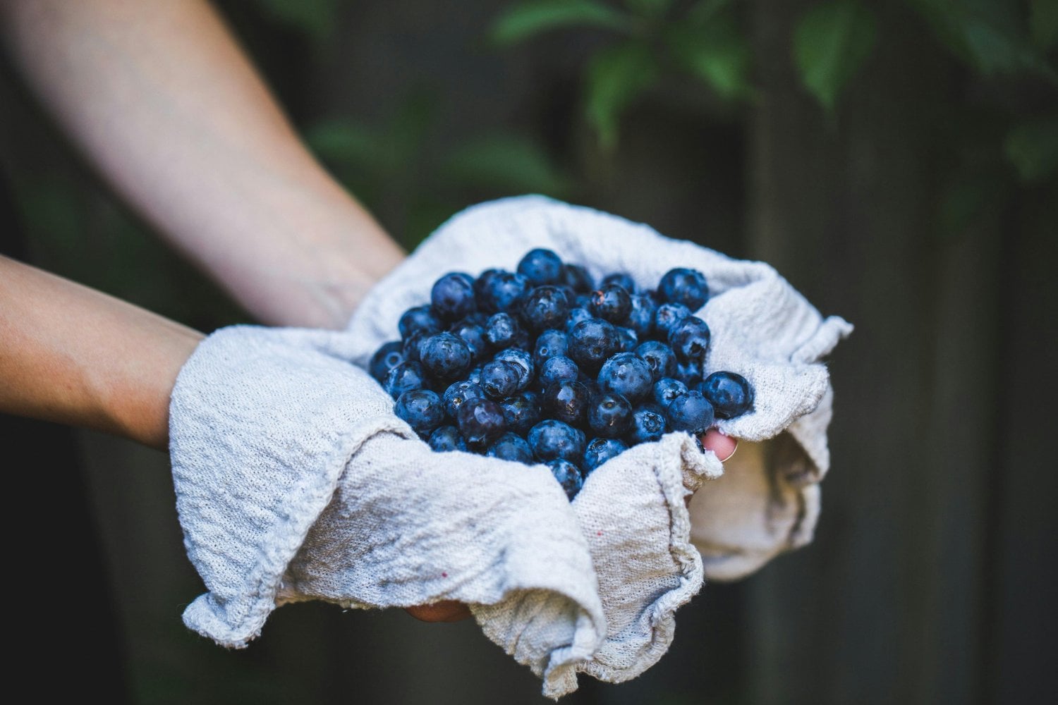 Arándanos peruanos: lo que no imaginas detrás de este superalimento de moda