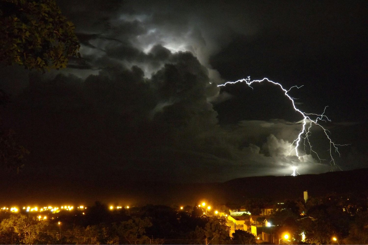 El misterioso pacto entre los árboles y los rayos: lo que la selva nunca contó