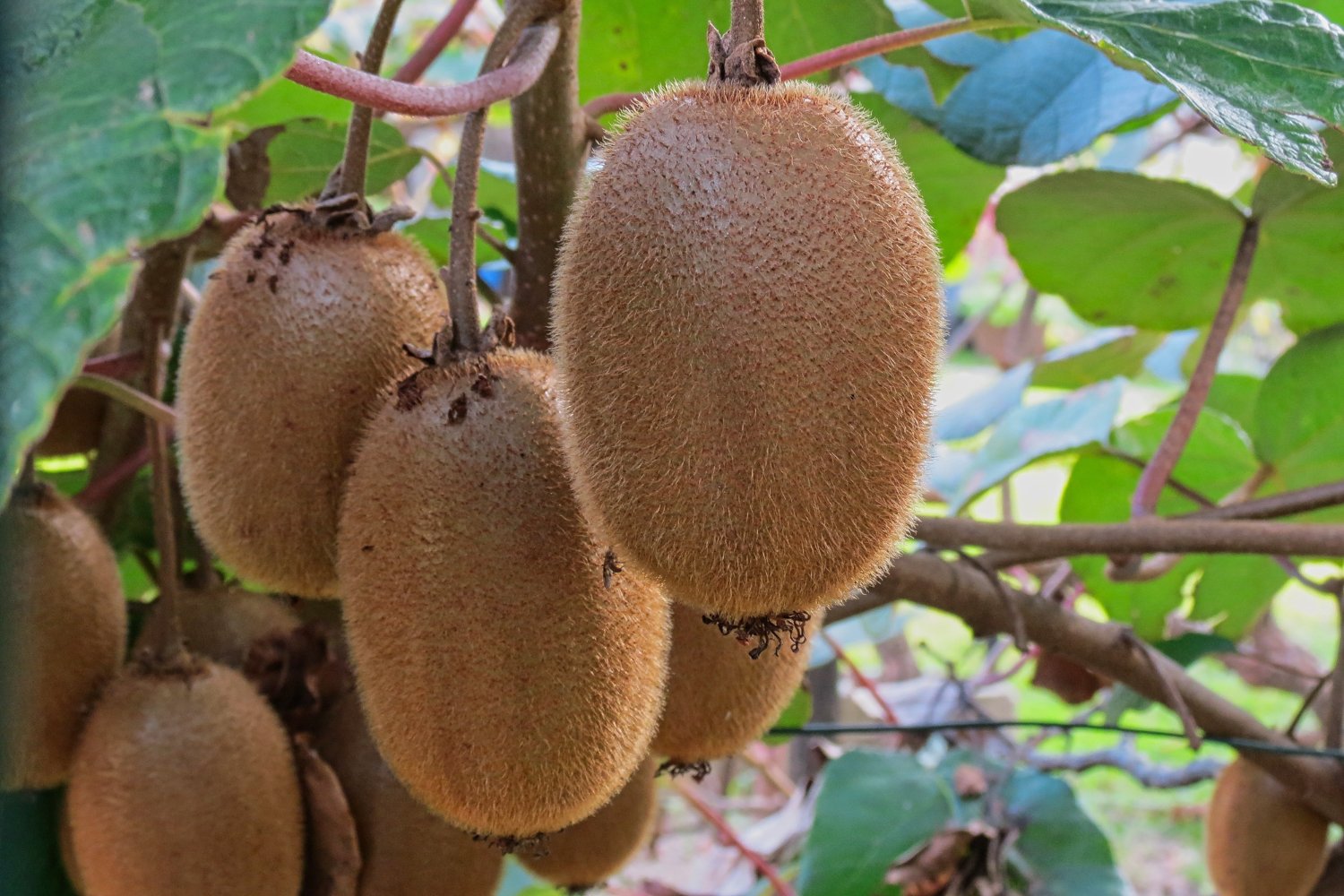 El misterioso origen del kiwi: lo que pocos saben sobre la planta que lo produce