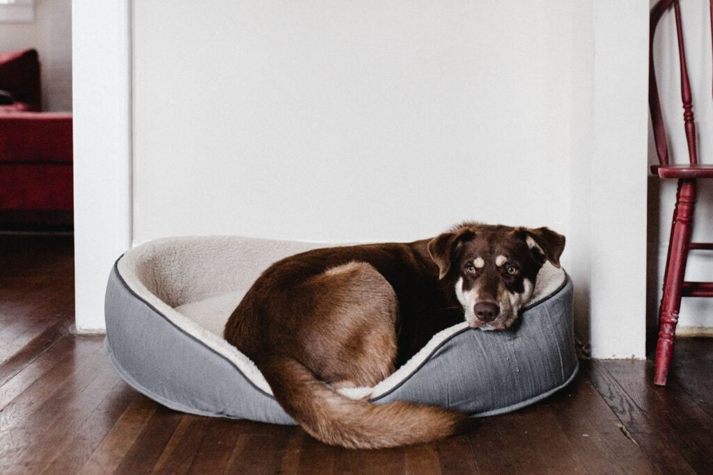 Cuando no estamos, ellos sí: cómo cuidan nuestras mascotas las nuevas tecnologías