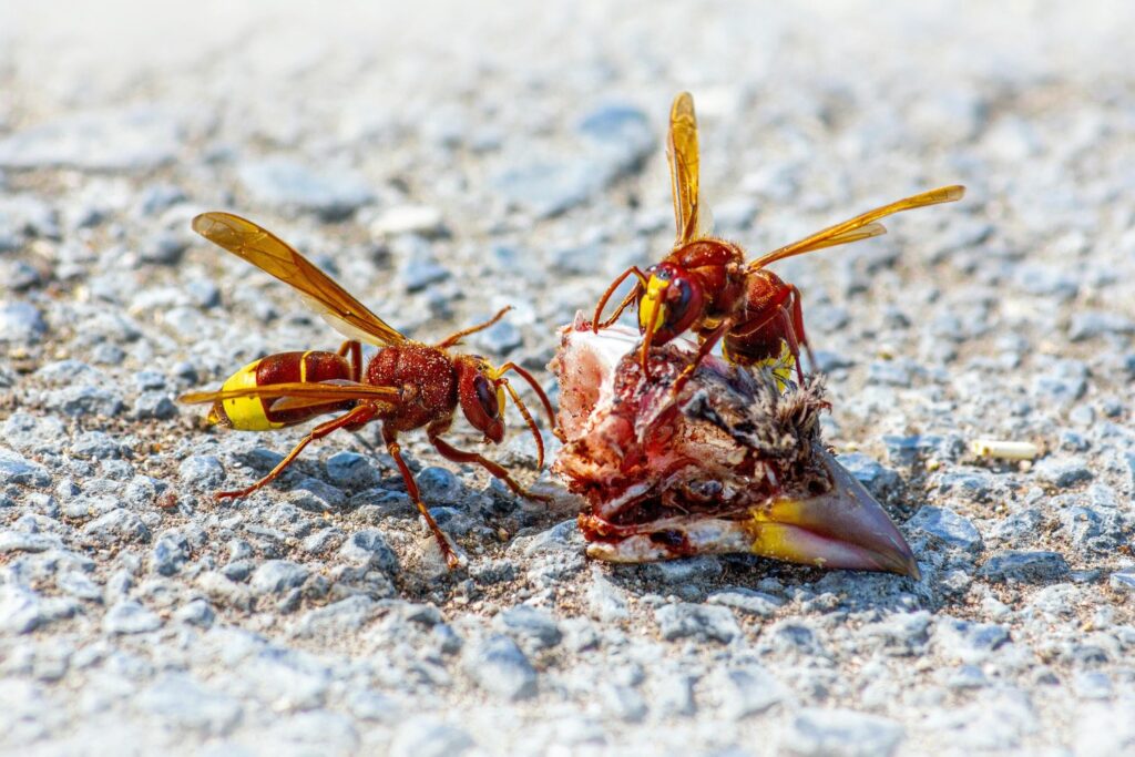 El secreto etílico de un insecto que sobrevive a borracheras imposibles