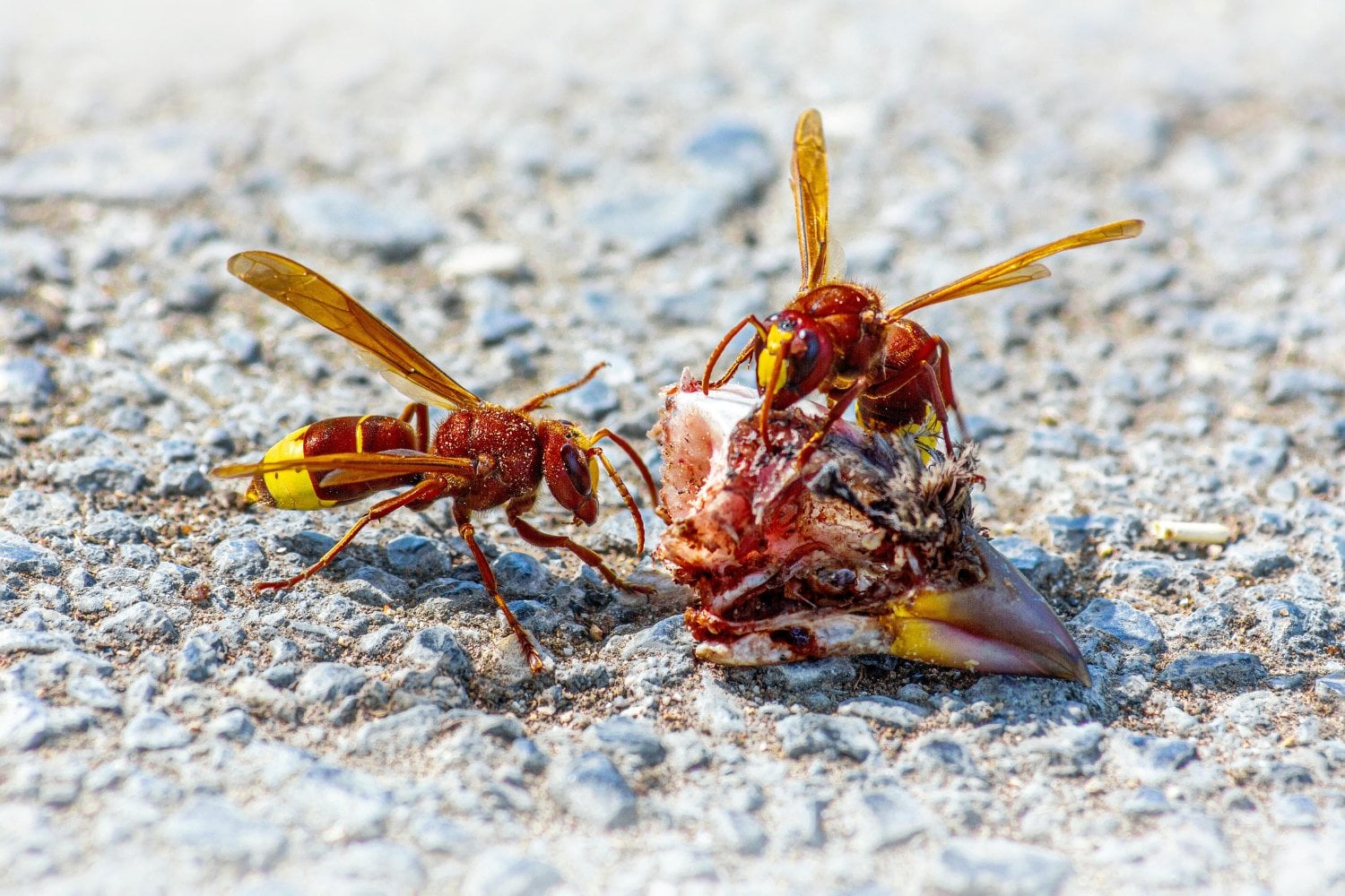 El secreto etílico de un insecto que sobrevive a borracheras imposibles