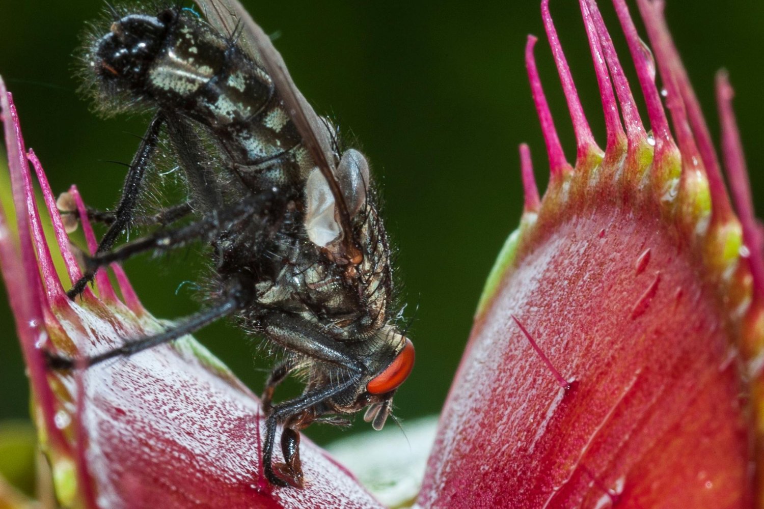 Lo que nunca imaginaste sobre tener una planta que come insectos