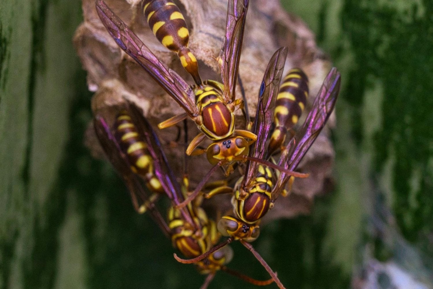 El secreto etílico de un insecto que sobrevive a borracheras imposibles