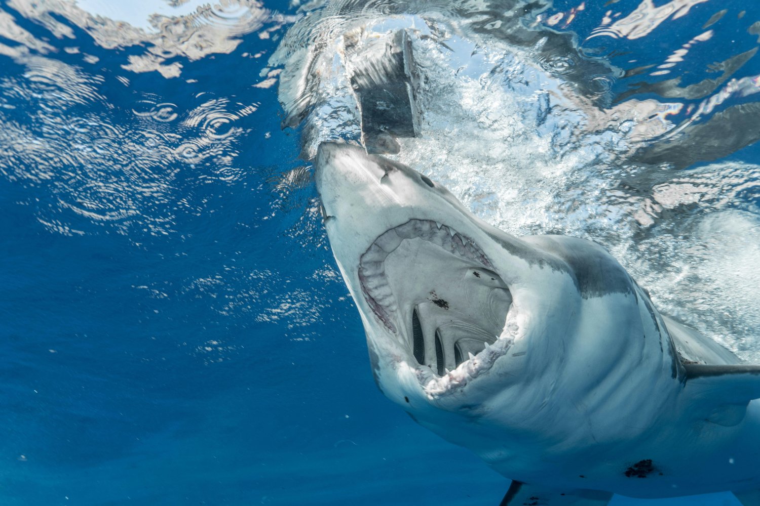 Lo que Spielberg no te contó: la verdadera cara del tiburón blanco