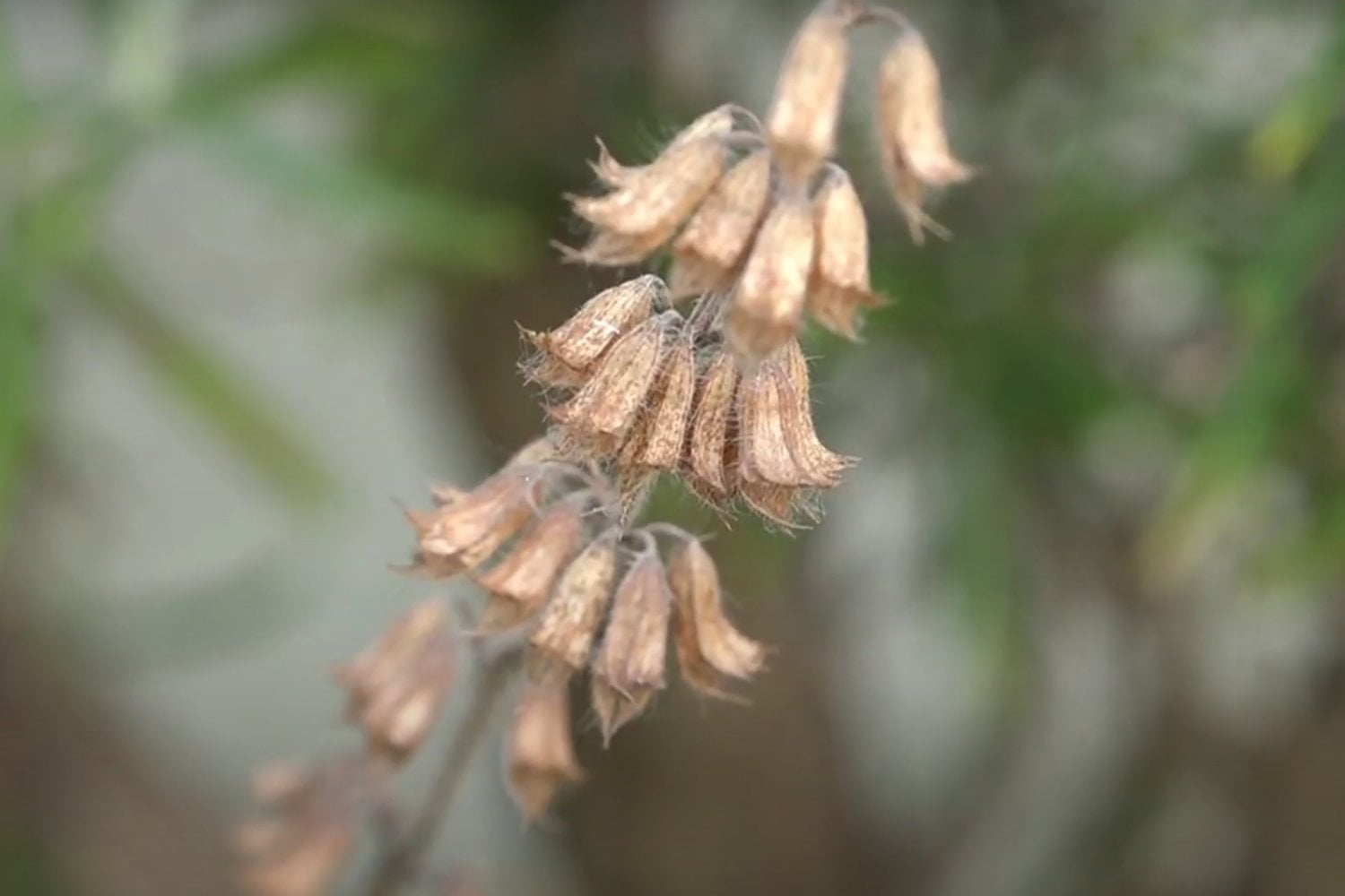 La infusión olvidada que limpia tu interior sin que te des cuenta