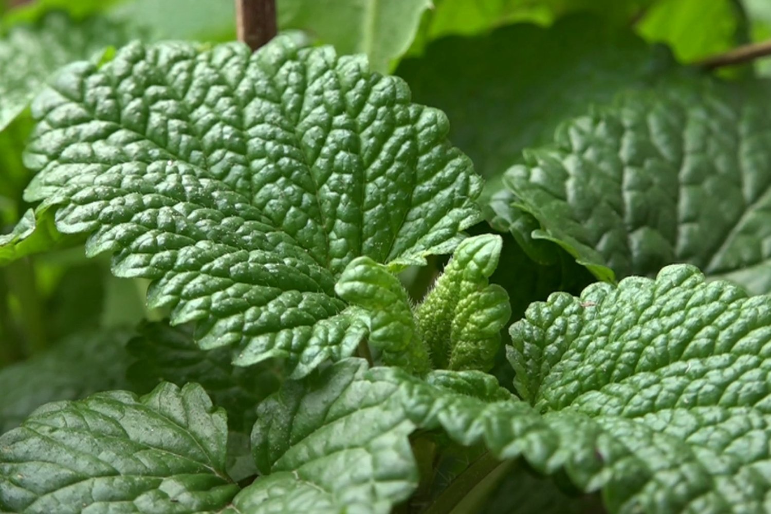 La infusión olvidada que limpia tu interior sin que te des cuenta
