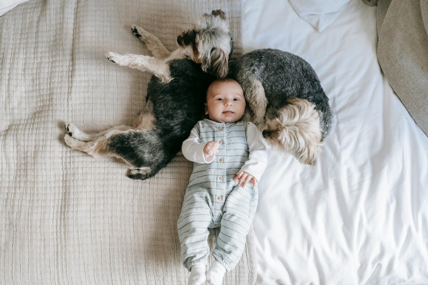Tu perro podría estar haciendo más por tu bebé de lo que crees