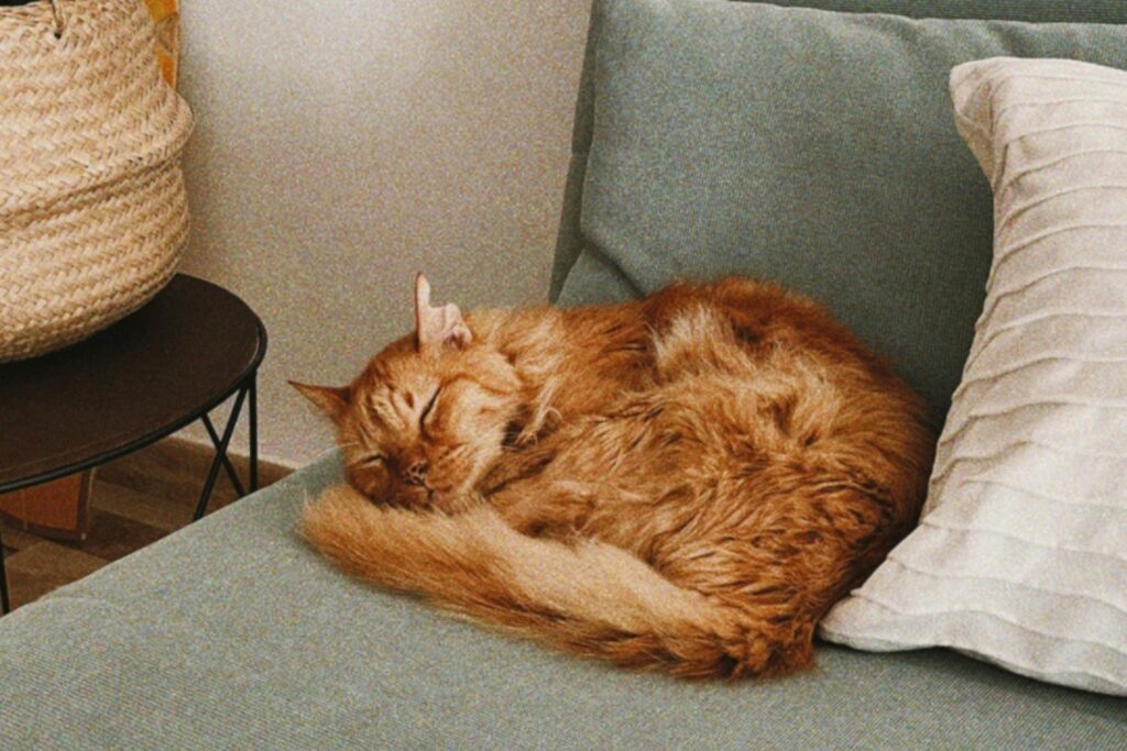 ¿Qué secretos esconden los sueños de los perros y gatos? Lo que revelan los expertos de Harvard