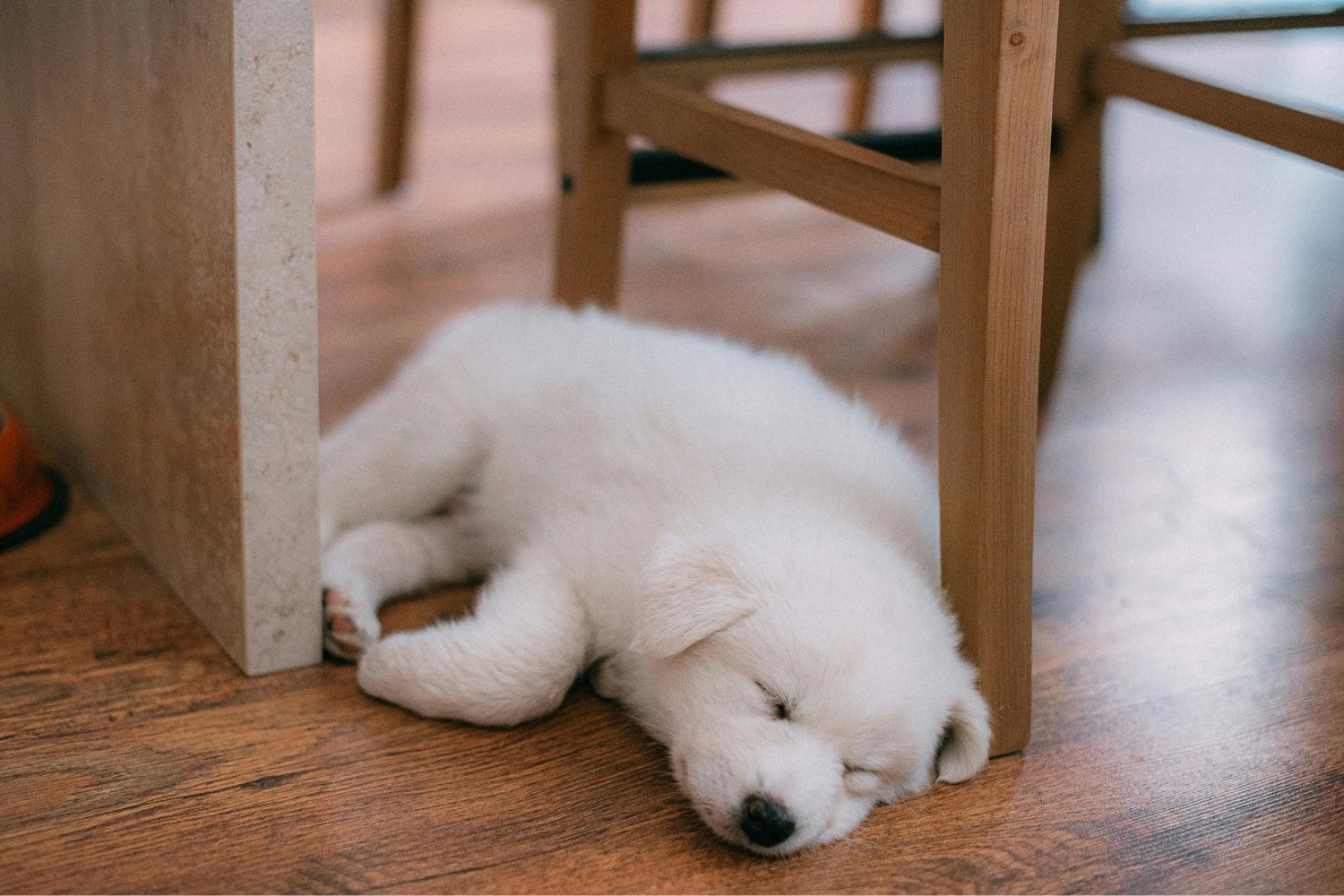 ¿Qué secretos esconden los sueños de los perros y gatos? Lo que revelan los expertos de Harvard