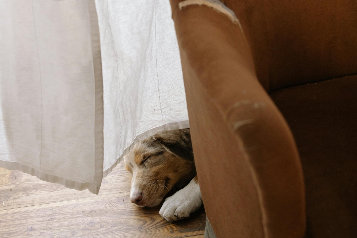 ¿Qué secretos esconden los sueños de los perros y gatos? Lo que revelan los expertos de Harvard
