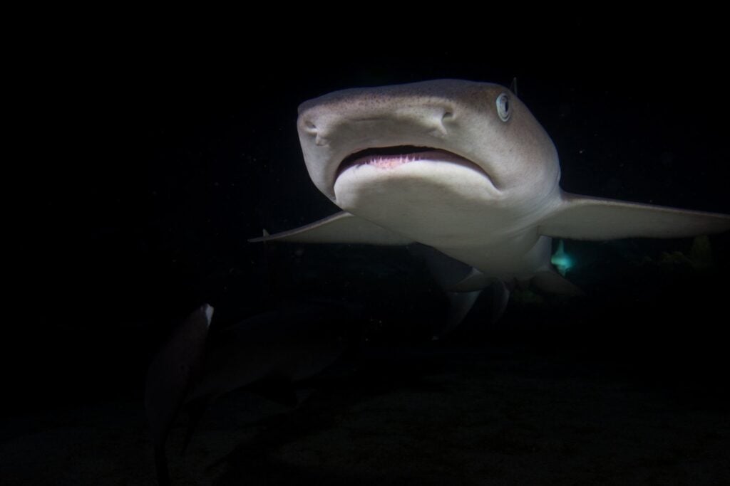 ¿Por qué los tiburones tienen "nariz" si no respiran aire? El sorprendente poder oculto de su olfato