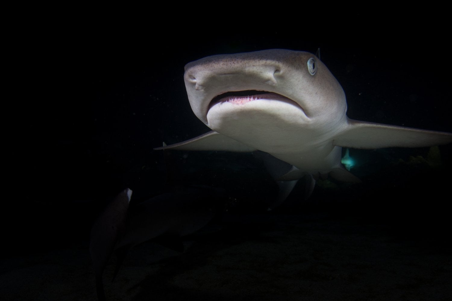 ¿Por qué los tiburones tienen "nariz" si no respiran aire? El sorprendente poder oculto de su olfato