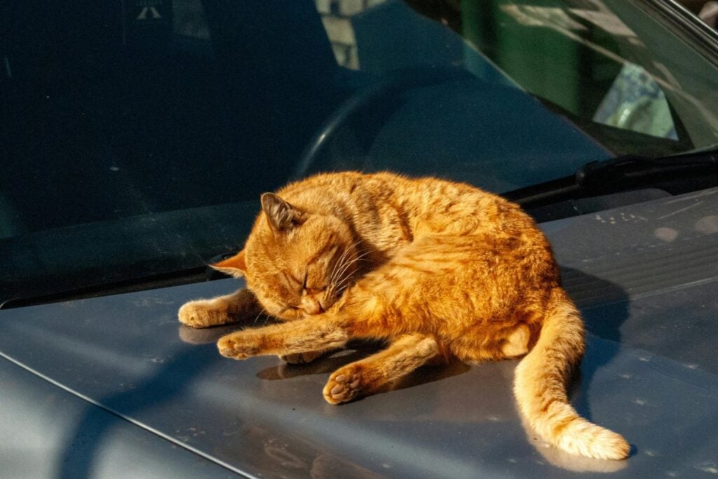 El rincón secreto que todo gato necesita en las noches de invierno