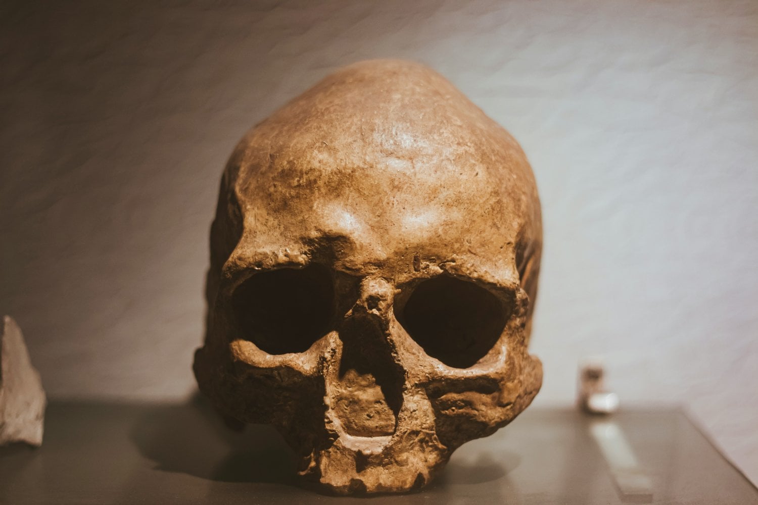 Craneo Homo Erectus Hallado En Sondalandia