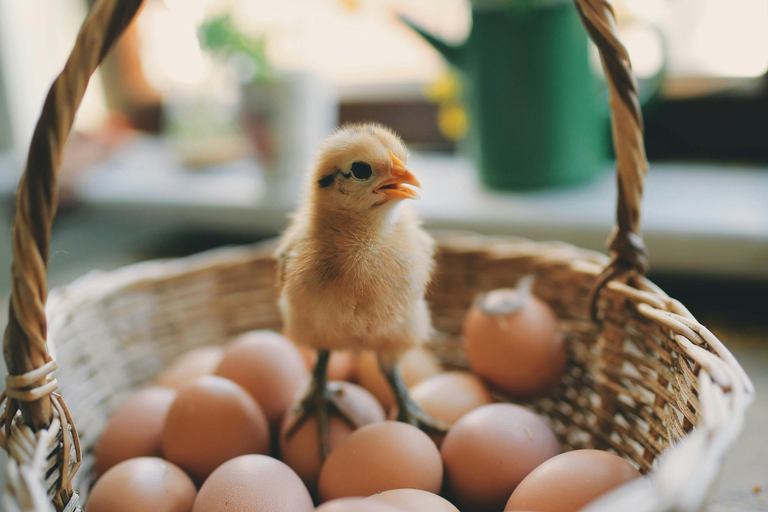 El Grupo Sumar Y El Ministerio De Agricultura De España Trabajan En La Matanza De Pollitos