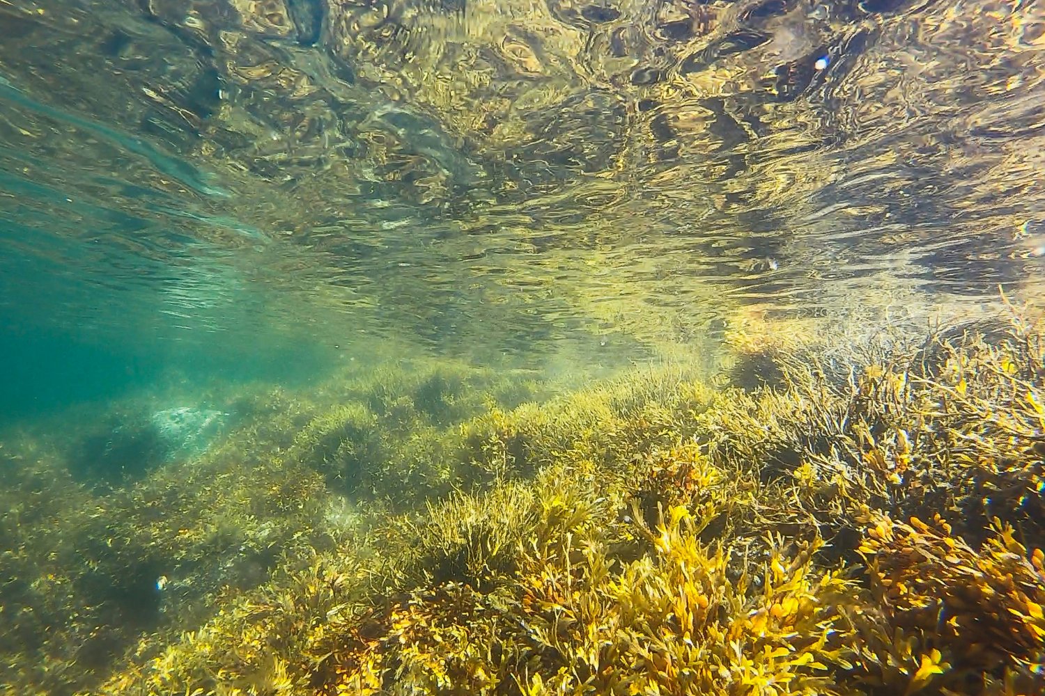 Foto Del Kelp Que Utilizan Las Orcas Para Limpiarse