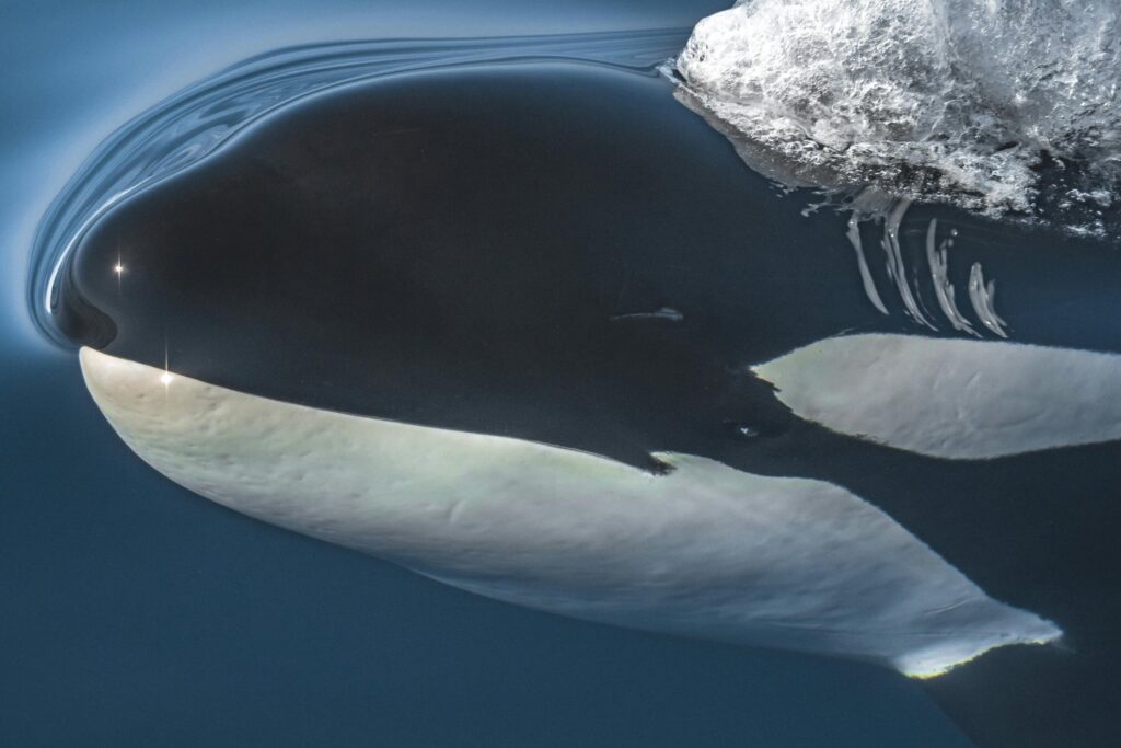 Las Orcas Usan Kelp Para Higienizarse