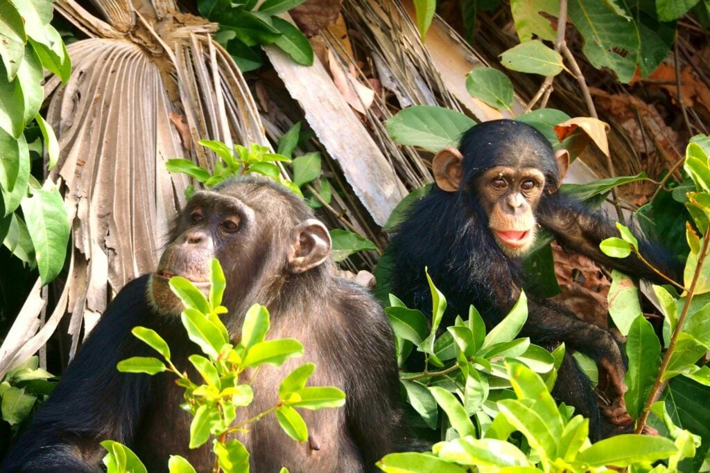 Los Animales Usan Plantas Medicinales Para Curarse