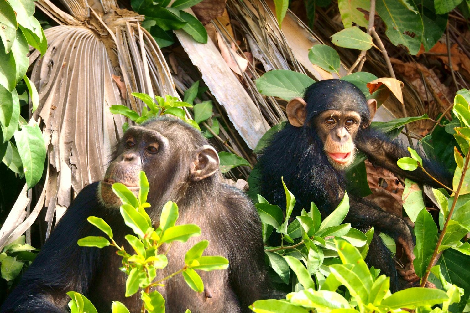 Los Animales Usan Plantas Medicinales Para Curarse