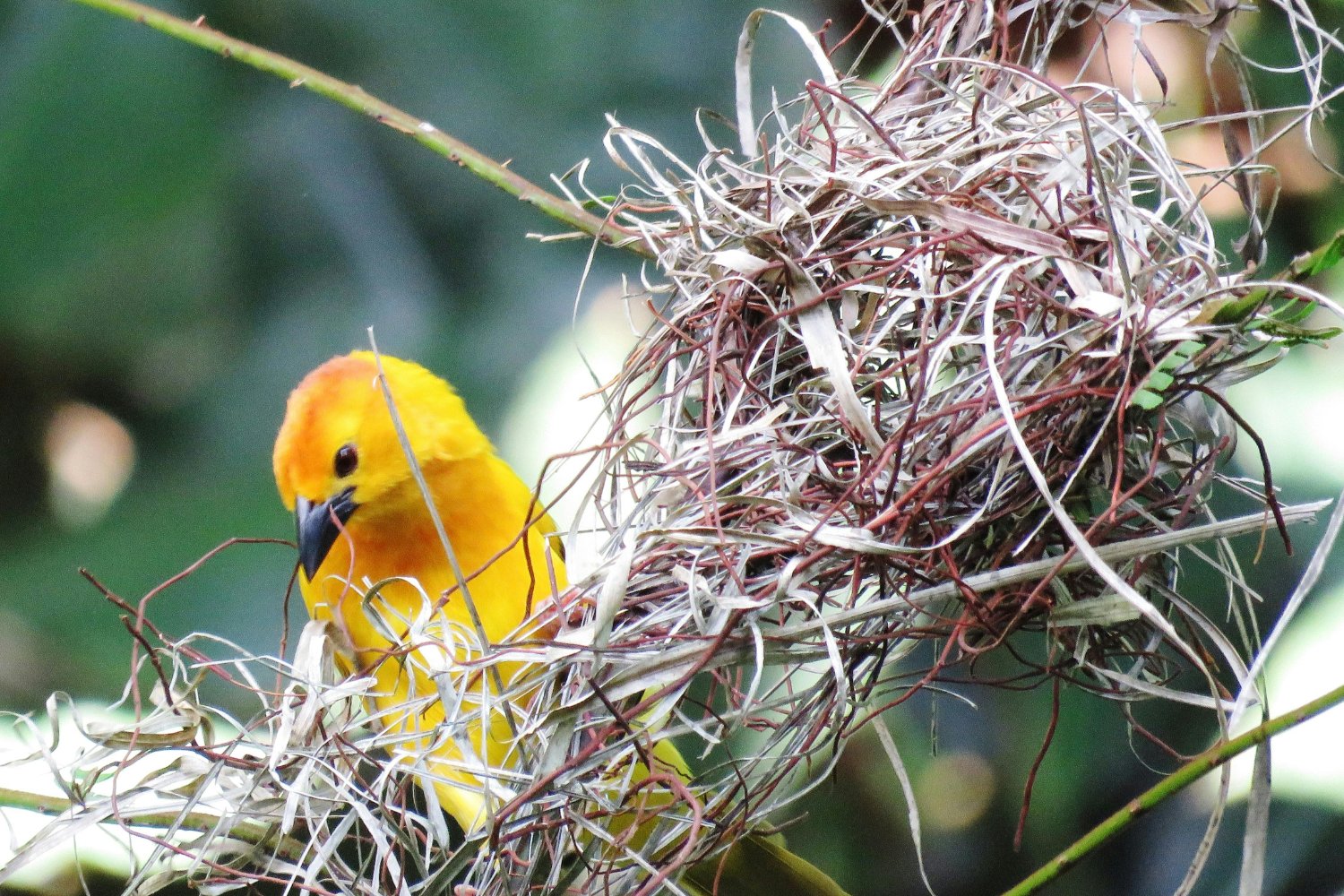 Los Pajaros Fumigan Sus Nidos Para Evitar Amenazas Para Sus Crias