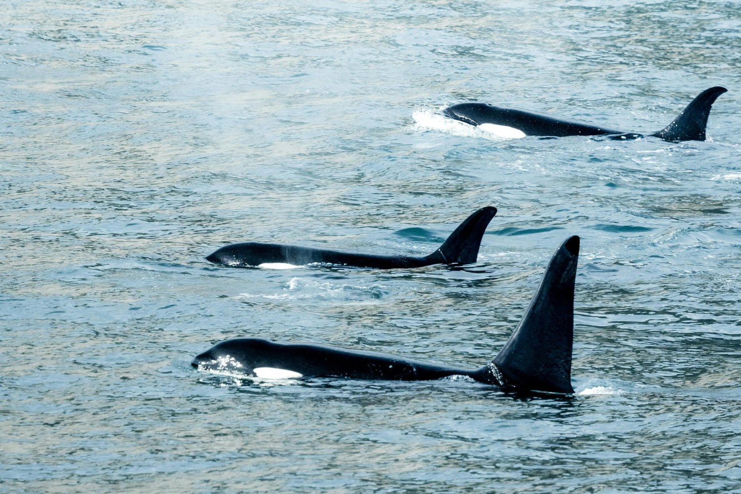 Orcas En El Mar De Salish